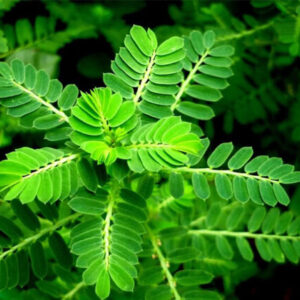 Diệp hạ châu đắng (Chó đẻ)