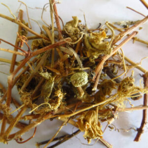 Alternative view of Lạc tiên