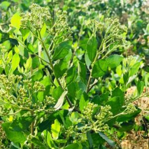 Lức (Sài hồ nam)