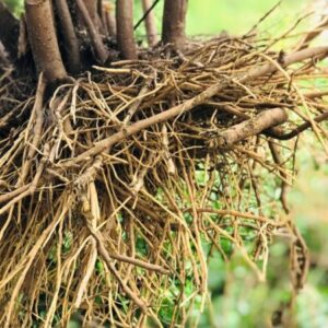 Alternative view of Lức (Sài hồ nam)