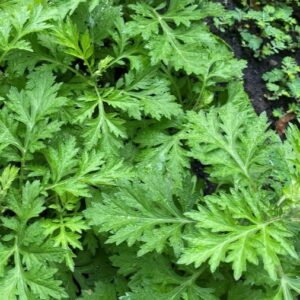 Ngải cứu (Ngải điệp)