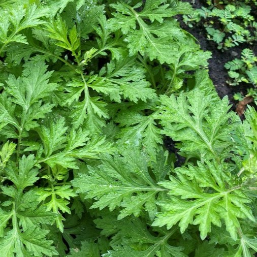 Ngải cứu (Ngải điệp)