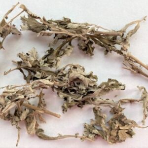 Alternative view of Ngải cứu (Ngải điệp)