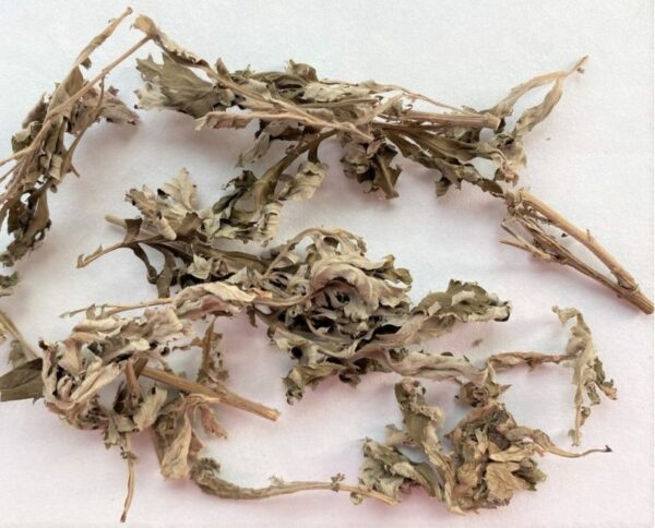 Ngải cứu (Ngải điệp) - Ảnh 2